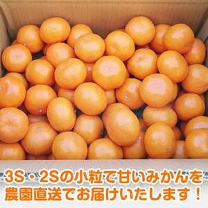 【2025年12月発送】濃厚完熟 木成り温州みかん 小粒スイート 5kg 和歌山県産【配送不可地域：離島】【1553369】
