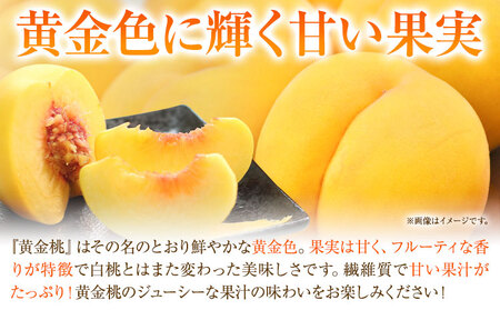 ご家庭用 おかやまの黄金桃 約1.8kg 桃