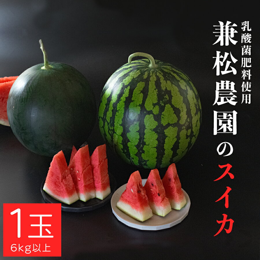 【ふるさと納税】朝採れ すいか 1玉 大玉スイカ （6kg以上）【先行予約 7月中旬頃より発送】 甘い あまい スイカ 西瓜 紅まくら ブラックジャック 種なし 新鮮 旬 果物 フルーツ 野菜 朝穫り 期間限定 夏ギフト お中元 兼松農園 高知県 大月町産