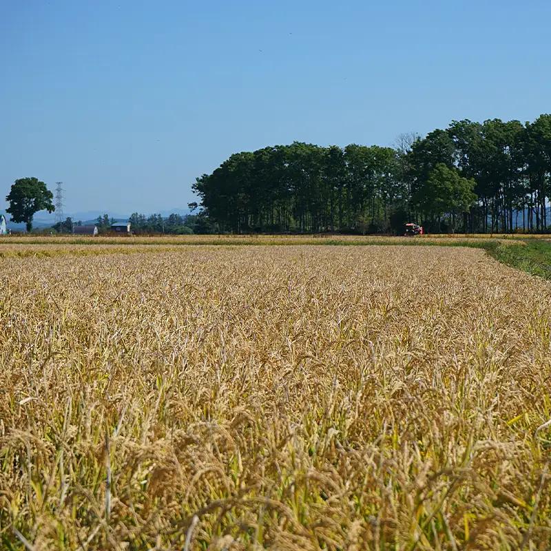 新米 ななつぼし 10kg 令和8年産 【12月発送】北海道 南幌町産 米 白米 精米 有限会社ライフ NP1-514