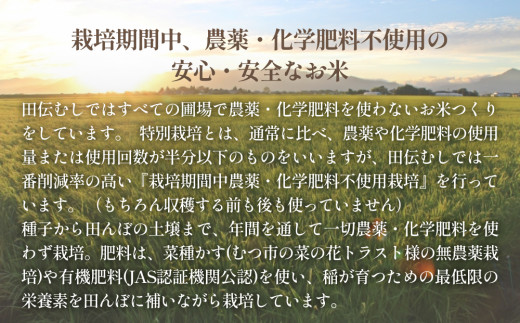 特別栽培米 ササニシキ 玄米 3kg
