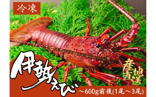 
【四国一小さなまち】《 カネアリ水産 》 数量限定 ！ ★ 冷凍 ★ 伊勢海老　600g前後 （1～3尾）
