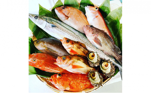 【期間限定】京都府宮津市産『朝どれ！山一鮮魚おおきに便』約4~5kg 魚介類 セット 産地直送 鮮魚 内臓処理加 鮮度抜群 冷蔵 詰め合わせ《内臓処理加工》 [№5716-7007]0240