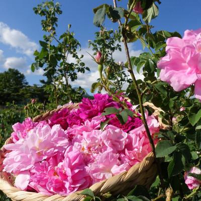 ふるさと納税 茅野市 蓼科高原からお届けする薔薇化粧水(オールドローズローションD)120mL |  | 02