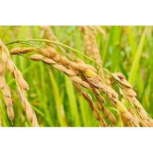 【令和7年産】ヒノヒカリ　白米5kg×2袋　計10kg【1441155】