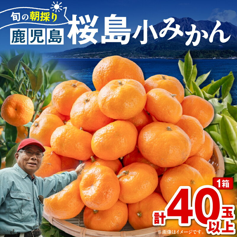 【ふるさと納税】【期間限定】【訳あり品】旬の朝採り 鹿児島 桜島小みかん 1箱 40玉以上 果物 フルーツ 果実 ミカン 鮮度 露地栽培 美味しい 甘い デザート 季節品 限定 数量限定 訳あり 訳アリ 規格外 吉原果樹園 鹿児島 おすすめ ランキング プレゼント ギフト