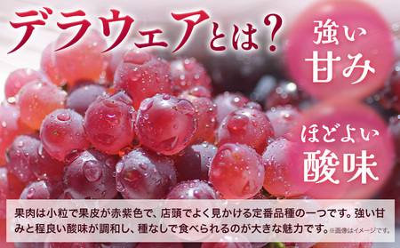 デラウェア ぶどう 約1.5kg フルーツ 果物 羽曳野市産《7月中旬-8月下旬頃出荷》｜ﾃﾞﾗｳｪｱﾃﾞﾗｳｪｱﾃﾞﾗｳｪｱﾃﾞﾗｳｪｱﾃﾞﾗｳｪｱﾃﾞﾗｳｪｱﾃﾞﾗｳｪｱﾃﾞﾗｳｪｱﾃﾞﾗｳｪｱﾃ