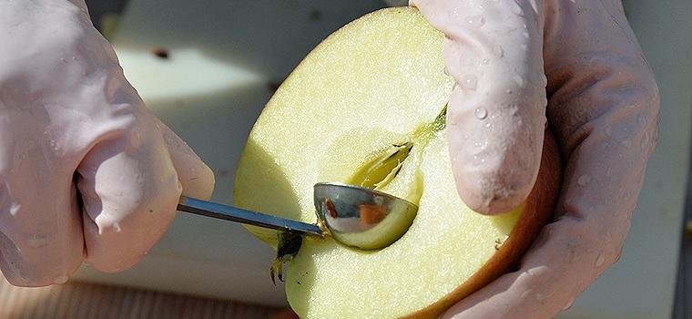 【五枚橋ワイナリー】林檎ワイン 人気の2本セット（ふじ・カシスロゼ）