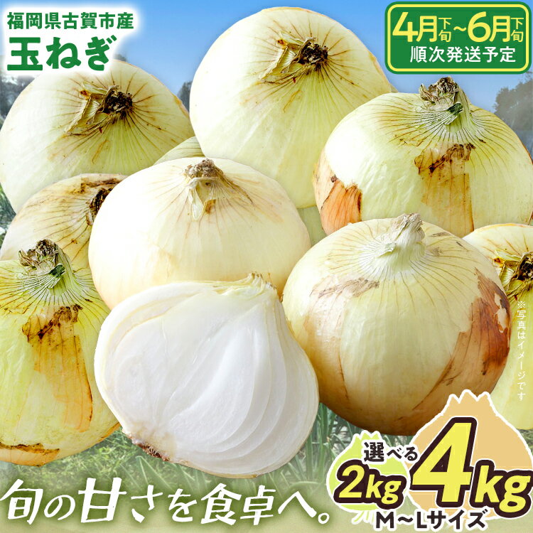 【ふるさと納税】新鮮直送 玉ねぎ 国産 選べる2kg 4kg 古賀市産 野菜 たまねぎ タマネギ 玉葱 みずみずしい 甘い 柔らかい 農家直送 Mサイズ Lサイズ 肉じゃが サラダ 早生 中生 福岡県 福岡 九州 グルメ お取り寄せ【4月下旬〜6月下旬頃に順次発送予定】