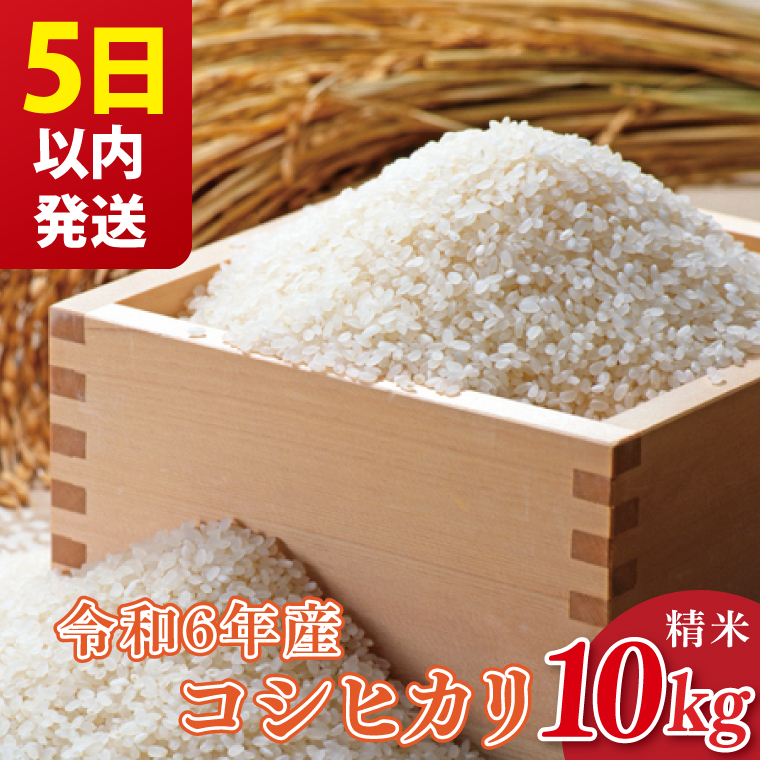 【5日以内に発送】★数量限定★令和6年 茨城県産コシヒカリ 10kg｜米 お米 こめ こしひかり コシヒカリ 数量限定 期間限定 令和6年産 茨城県産 行方市 人気 送料無料(CU-328-2)