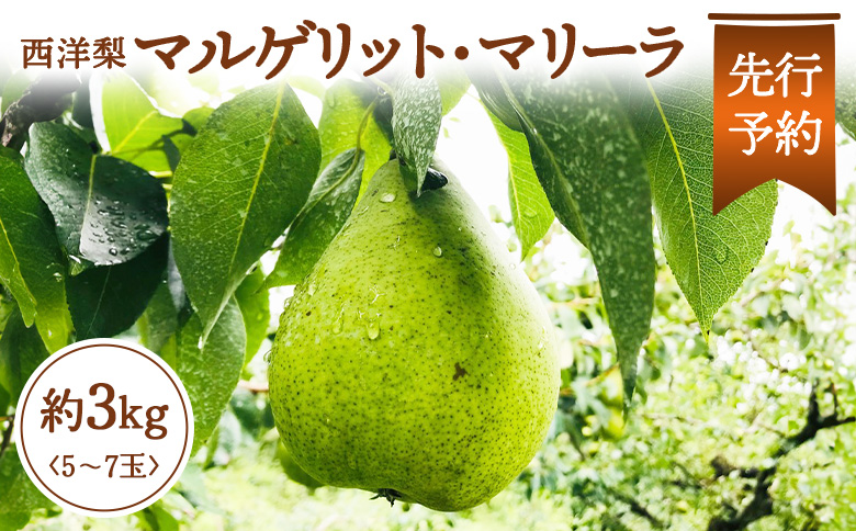 【先行予約】★数量限定★西洋梨 マルゲリット・マリーラ 約3kg （5～7玉）【1510501】