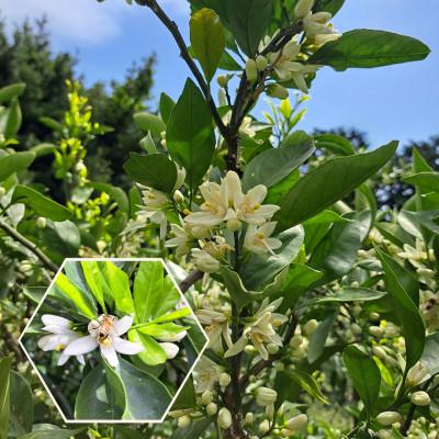 ふるさと納税 真鶴町 松本農園産　みかん蜂蜜　180g |  | 01