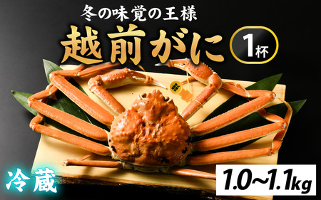 先行予約【市場直送】冬の王者！茹で越前がに1000-1100g　１杯【11月中旬より順次発送、年末年始対応不可】[L-065041] / かに 蟹 ずわい ズワイ 茹でがに