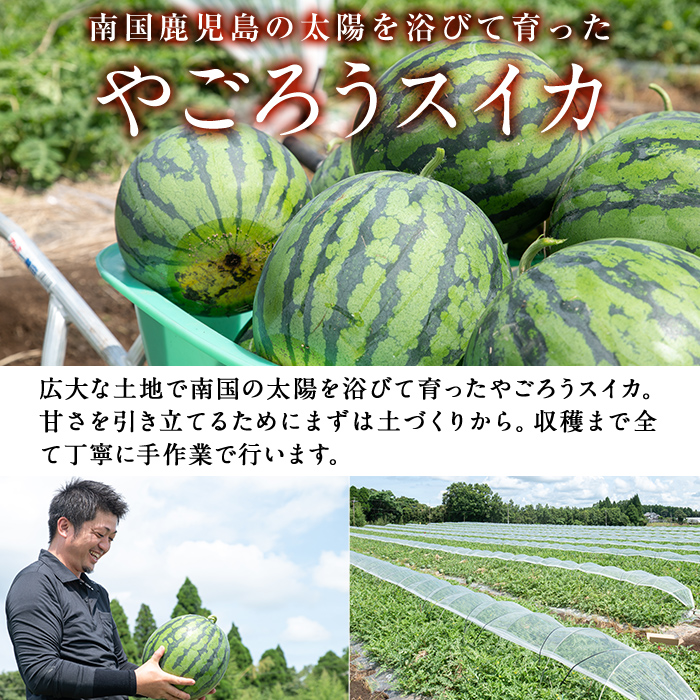 ＜選べる内容量！＞＜2025年7月中旬以降発送予定＞《期間限定》やごろうスイカ1個(L玉・1個6kg以上) 【曽於市観光協会】A484 【L玉（6kg以上）×2個】
