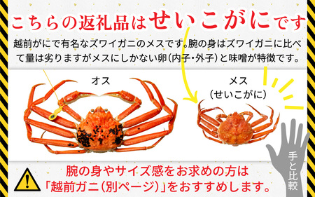 【先行予約/11月7日より順次発送】 【希望月指定可】  セイコガニ（ズワイガニのメス）中サイズ 5ハイ / 越前ガニ コッペガニ せいこ蟹 ボイル 小浜市 / まるほ商店 【配送不可地域：北海道・沖