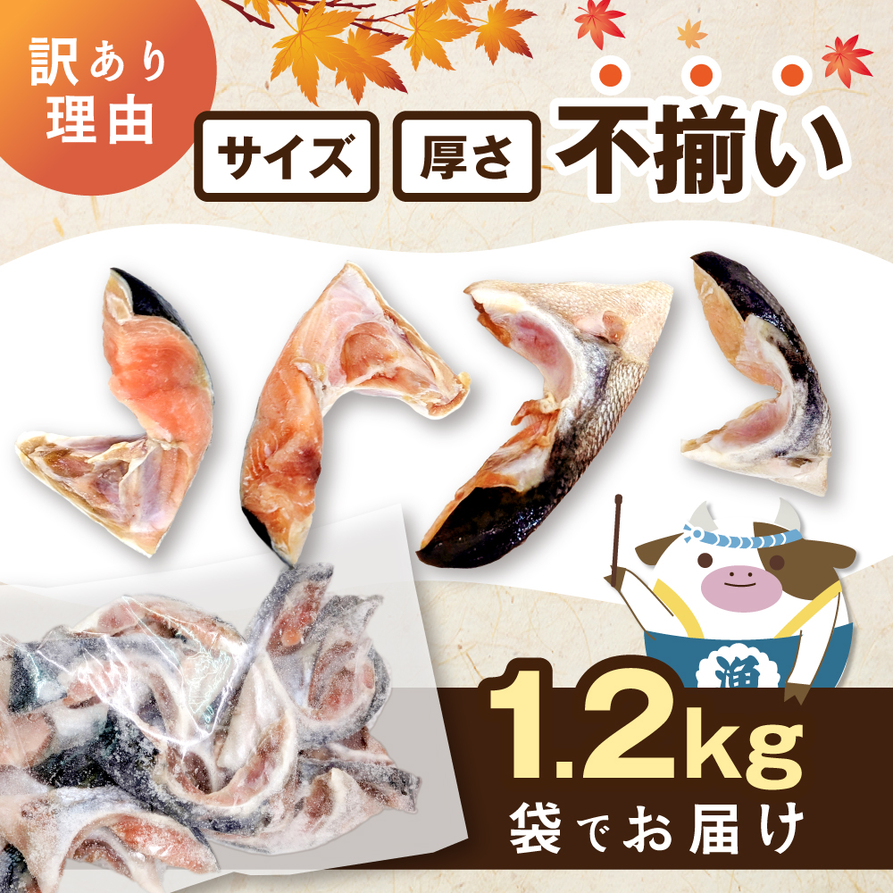 北海道産 秋鮭 カマ 1.2kg 無塩