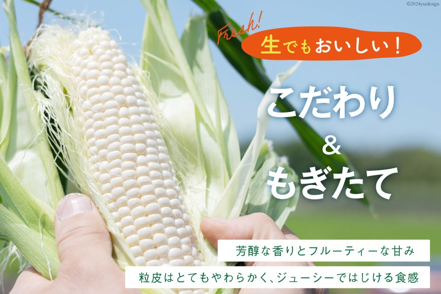 AI206【令和8年度出荷分】とうもろこし スイートコーン ホワイト 2L~3Lサイズ 11本~12本 計5kg [ トウモロコシ コーン ホワイトコーン 野菜 5キロ さかいさんち SAKAI FARM 長崎県 島原市 ]