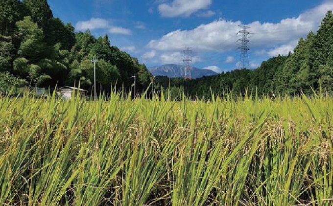 令和5年産 関ケ原町中挾地区限定米 コシヒカリ 精米 10kg 白米