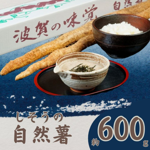 K7【令和6年産　先行受付】しそうの自然薯