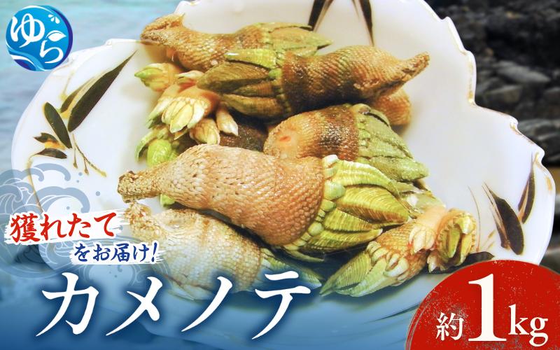 
【素潜り漁師直送】海の珍味！カメノテ1kg　獲りたてをお届けします！
