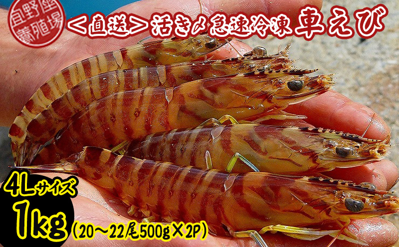 【養殖場から直送】活き〆急速冷凍車えび　4Lサイズ　約1kg（20～22尾/500g×2P） 車海老 海鮮 魚介類 海産物 シーフード お取り寄せ 美味 料理 クルマエビ くるまえび 塩焼き フライ 天丼 お刺身 フリット 蝦 ゆで 送料無料 沖縄県産 送料無料