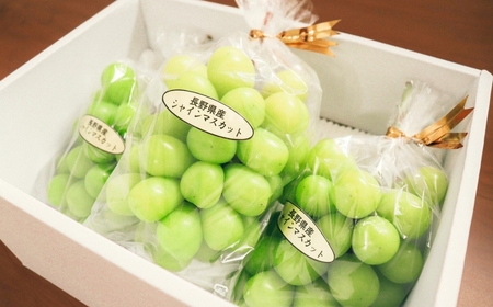 【定期便3回】シャインマスカット約1kg×3回(2025年10月/11月/12月発送)｜シャインマスカット