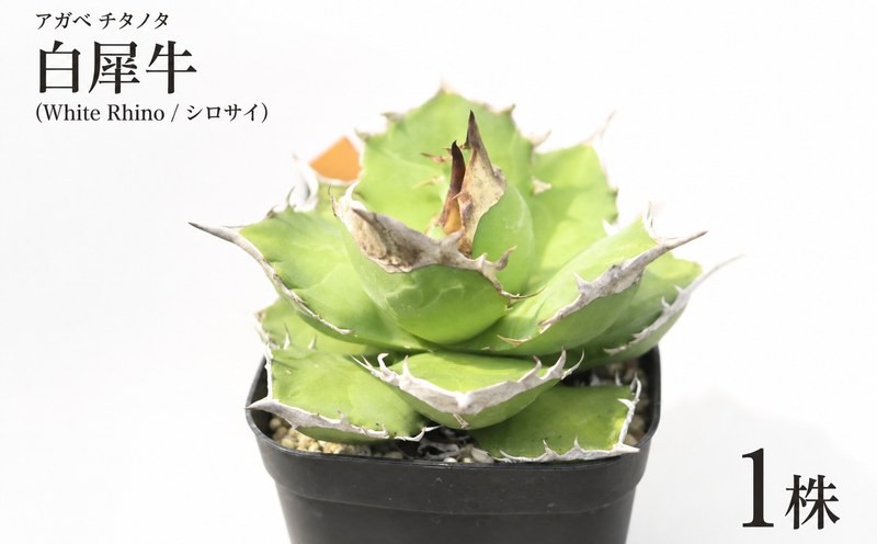 
                  アガベ チタノタ 白犀牛 1株 観葉植物 多肉植物 苗 植物 園芸 玄関 アガベ あがべ インテリア ガーデニング プレステラ120深型 White Rhino Agave titanota シロサイ Palm Healing 埼玉県 羽生市
                