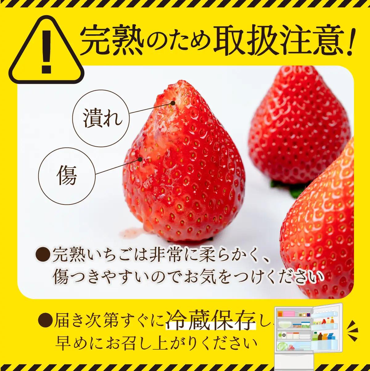 いちご【3月以降発送】朝採れとちあいか レギュラー 約270g×2パック 合計 約540g | いちご 栃木県 茂木町