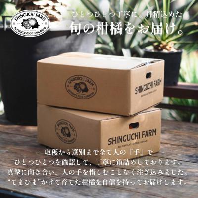 ふるさと納税 八幡浜市 【皮が薄くて種がない】愛媛グリーンレモン 5kg 愛媛県産【D70-51】 |  | 02