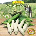 【ふるさと納税】先行予約【十勝ガールズ農場】希少品種「クリスピーホワイト」10本【配送不可地域：離島】【1462033】