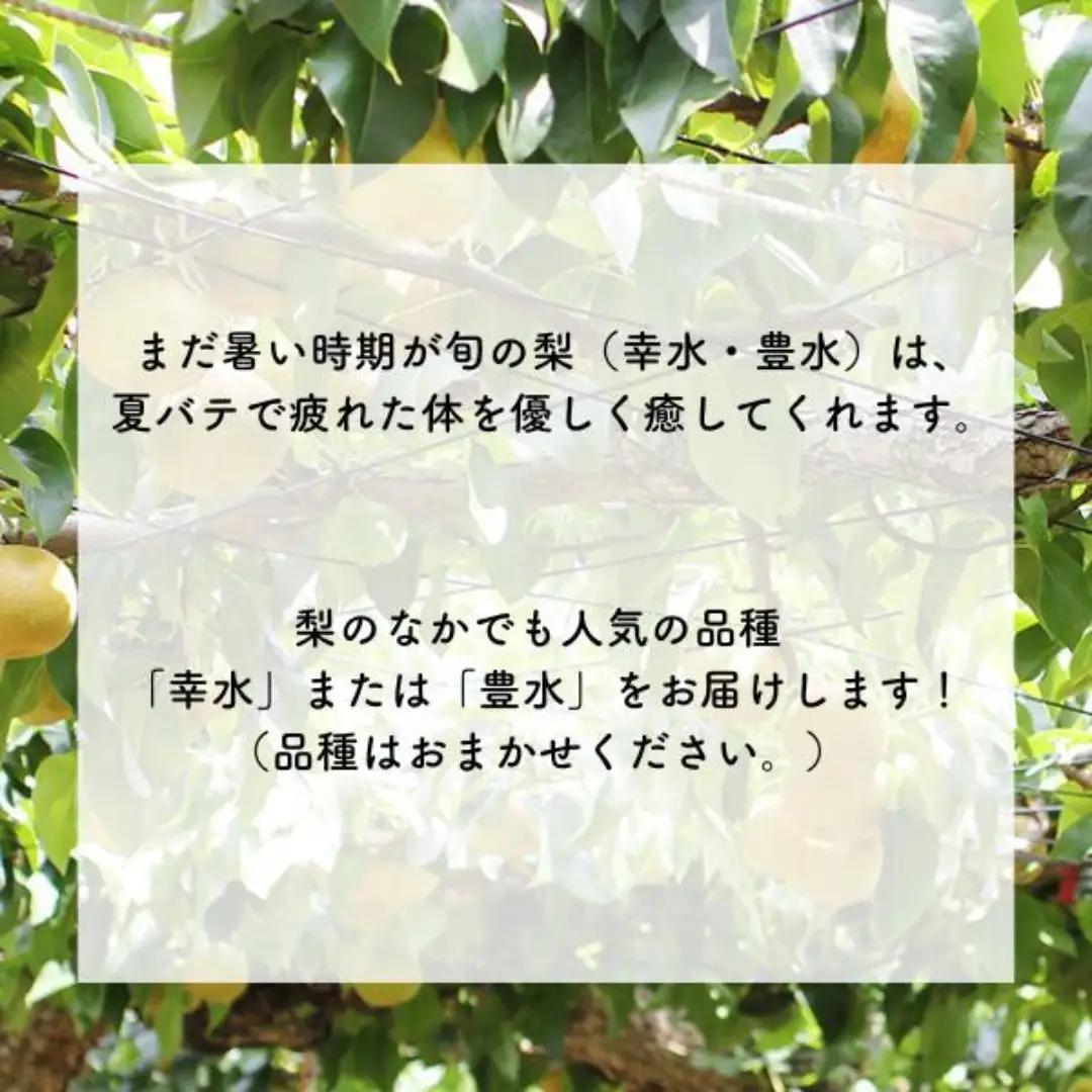 MS01 梨 幸水か豊水（長野県産秀品） 約3kg / 2026年8月下旬～9月中旬頃 配送予定 // 長野県 南信州 梨 なし ナシ 幸水 豊水 贈答 こうすい ほうすい