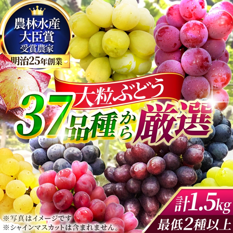 【37品種から厳選】大阪・柏原から届く「旬の宝石箱」大粒ぶどう詰め合わせ（シャインマスカット含まず）約1.5kg（2026年先行予約 8月下旬～9月上旬発送分）