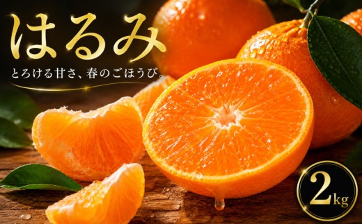 【選ぶならこれ】 ぷちぷち食感 【はるみ】 2kg 愛媛県産 【2027年2月中旬頃から順次発送】 | みかん ミカン mikan 蜜柑 訳ありフルーツ 柑橘 果物 おすすめ お勧め お取り寄せ ギフト 愛媛県 松山市