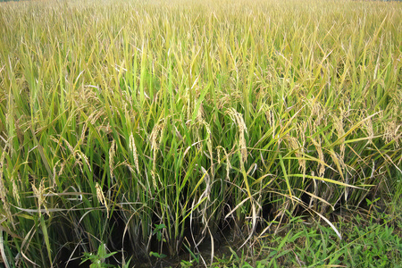 新米 コシヒカリと彩のきずな 食べ比べセット 計9kg｜おいしい お米 コメ こめ ご飯 ごはん 白米 アグリパーク お取り寄せ 直送 贈り物 贈答品 ふるさと納税 埼玉 杉戸 [0629]