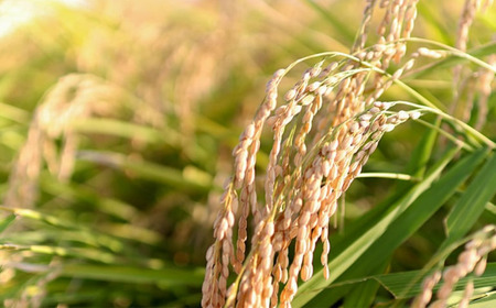 新之助 先行予約 新潟県産新之助5kg 令和7年産 新之助 2025年産 新之助 白米 食味検査で高評価 [飯塚農園]