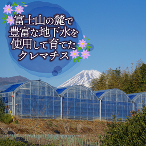 花苗 クレマチス苗 小輪咲き 4鉢 花苗 