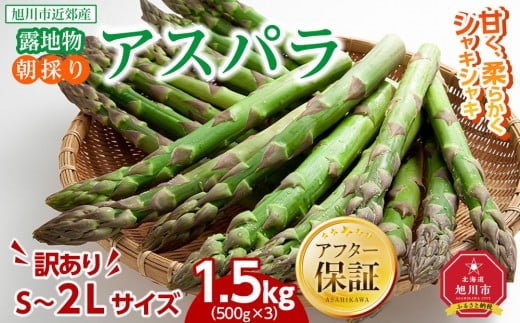 ◆2026年先行予約◆【訳あり】露地物朝採りアスパラ 1.5kg（500g×3）鮮度保持フィルム入り(5月中旬発送開始予定) 【 アスパラ アスパラガス 朝採り とれたて 野菜 旬 小分け 保存 産直 産地直送 お取り寄せ 旭川市 北海道 】_01589
