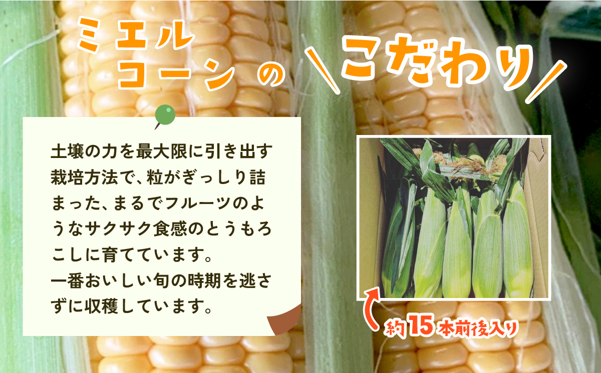 【先行予約】下妻産朝採りとうもろこし（ミエルコーン）約6kg【 とうもろこし とうきび トウモロコシ ジューシー 甘い 蜂蜜 はちみつ ミエル Miel スイーツ デザート ミエルコーン 人気 野菜 