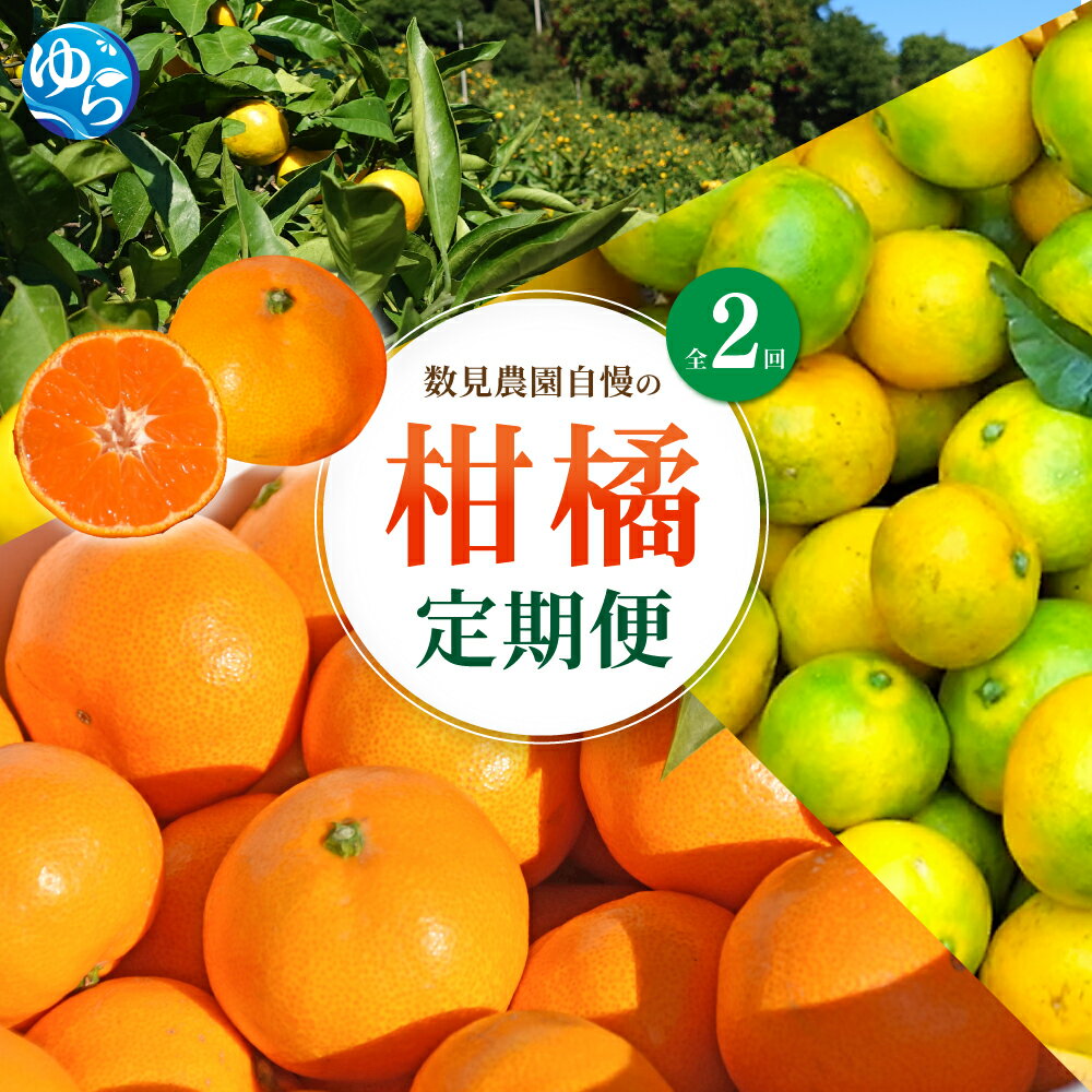 【ふるさと納税】 柑橘 定期便 全2回 / ゆら早生 温州みかん ゆらみかん オレンジ 和歌山 由良町 極早生 数見農園 4.5kg //best