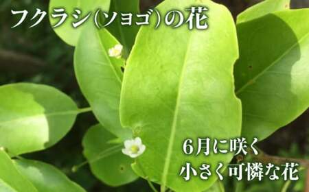 升田養蜂場のはちみつ ふくらし蜂蜜 お取り寄せ グルメ ハチミツ 1200g×1 三次市/升田養蜂場[APAE005]