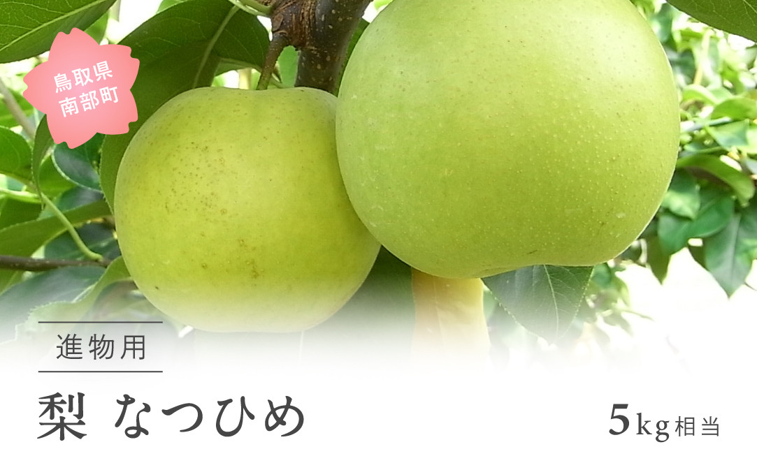 
            【YA01】なつひめ [梨]（進物用5kg箱）2025年8月中旬出荷予定＜数量限定＞
          