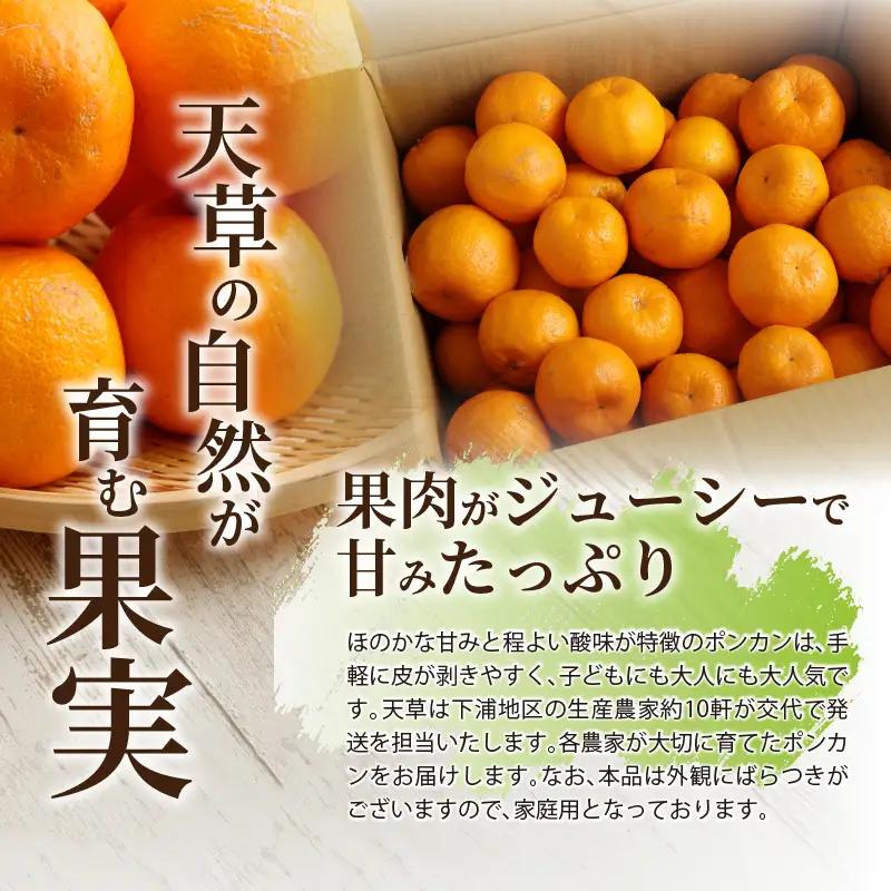 S040-008A_農家の手摘み天草ポンカン 約7.5kg 家庭用〈先行受付〉 天草ポンカン 約 7.5kg 家庭用 国産 大小混合 ポンカン 手摘み ほのかな甘み 程よい酸味 むきやすい 果実 柑橘