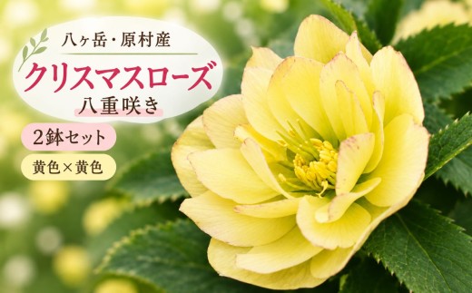 八ヶ岳・原村産　クリスマスローズ（八重咲き）2鉢セット 【黄色×黄色】 | クリスマスローズ 花苗 鉢植え 鉢花 信州 八ヶ岳 長野県 諏訪郡 原村