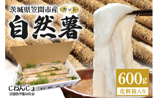 笠間自然薯研究会の自然薯カット 約600g 自然薯 長芋 山芋 とろろ とろろご飯 野菜 ねばねば 健康食品 美容効果 笠間市産 茨城県産 栄養たっぷり ギフトに最適 新鮮 国内生産 高級根菜 美容 健康 美味しい 産地直送  滋養強壮