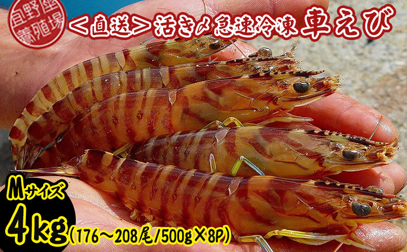 
                  【養殖場から直送】活き〆急速冷凍車えび　Mサイズ　約4kg（176～208尾/500g×8P） 車海老 海鮮 魚介類 海産物 シーフード お取り寄せ 美味 料理 クルマエビ くるまえび 塩焼き フライ お刺身 天丼 フリット 蝦 ゆで 送料無料 沖縄県産 たまや
                