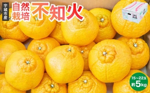 先行予約 不知火 自然栽培不知火 約5kg（15～22玉） 【2026年3月上旬~2026年4月上旬頃発送予定】 みかん 蜜柑 柑橘 国産 九州 柑橘 果物 フルーツ 宇城市産 【株式会社la Nui.】
