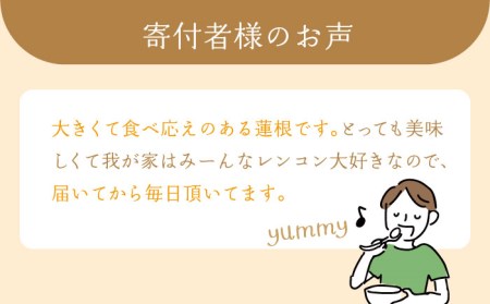 【先行予約】【3回定期便】田島屋れんこん 約2kg/回（総計約6kg）泥付き【田島屋れんこん】 /新鮮なれんこんを産地直送！ れんこん 蓮根 レンコン 佐賀県産 白石町産れんこん 泥付きれんこん れん