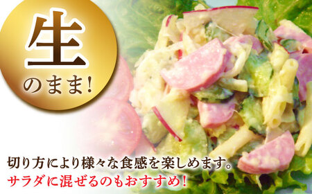 【6回定期便】宮地ハムのロングセラー ボロニアソーセージ 100g×7本 /宮地ハム[UBM012]