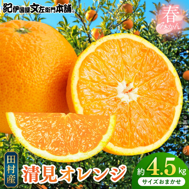 【ふるさと納税】清見オレンジ 約4.5kg 湯浅町田村産 春みかん（果実サイズおまかせ）/ 紀伊国屋文左衛門本舗