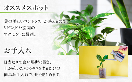 ジェレ 観葉植物 植物 7号鉢 ジェレ 人気 おしゃれ かわいい お手入れ 室内 大鉢 中型 インテリア リビング 玄関 寝室 キッチン オフィス プレゼント ギフト 新居 入居 インテリアグリーン 
